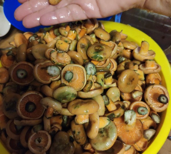 Жареные рыжики на зиму: 3 лучших рецепта заготовки золотых грибов | Как собрать, приготовить и хранить