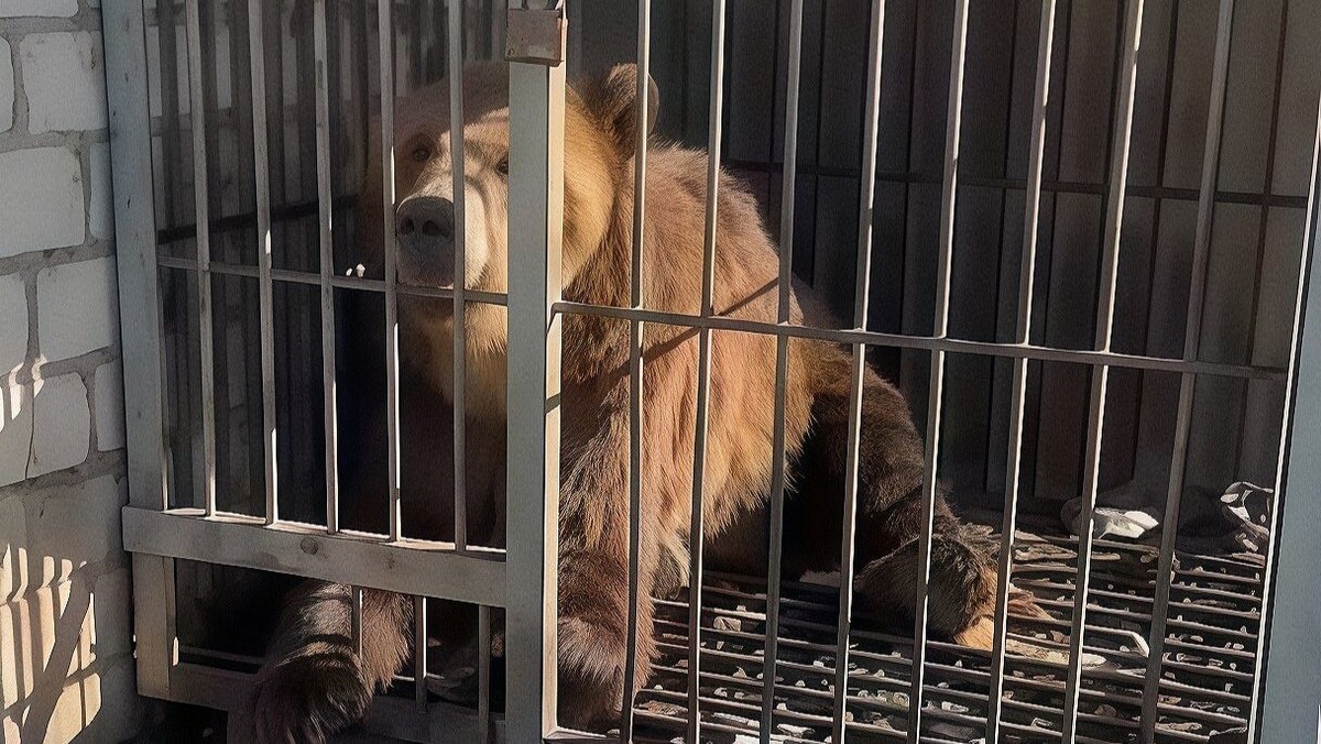    Медведя содержали в ужасных условиях и использовали для развлечений публики. Фото: кадр из видео сообщества VK «Центр помощи диким животным и птицам "Легенда"»