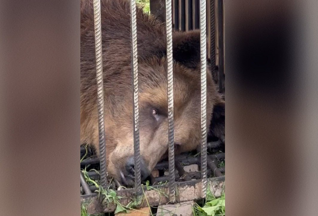    Благодаря волонтёрам мишка впервые за семь лет смог размяться и походить по просторному вольеру. Фото: кадр из видео сообщества VK «Центр помощи диким животным и птицам "Легенда"»