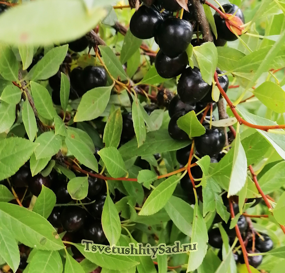 А так поникают ветви под тяжестью урожая, а ягоды попрятались в листве. 