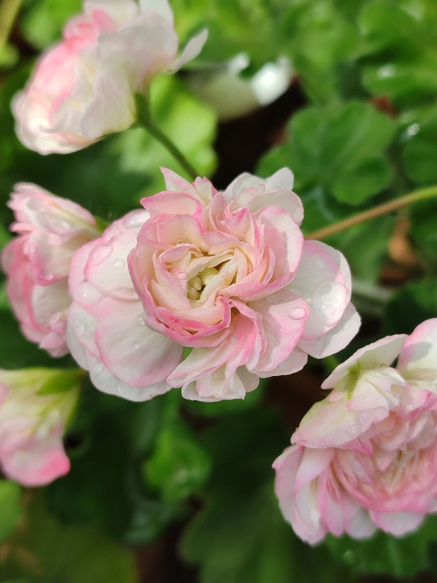 Еще одно недоразумение. Вдохновение моё!