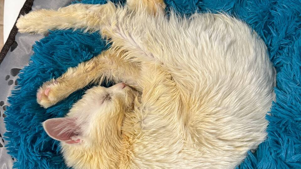 Ума Мегеровна — кошка с непростой судьбой. Как любовь превратила агрессию в грацию