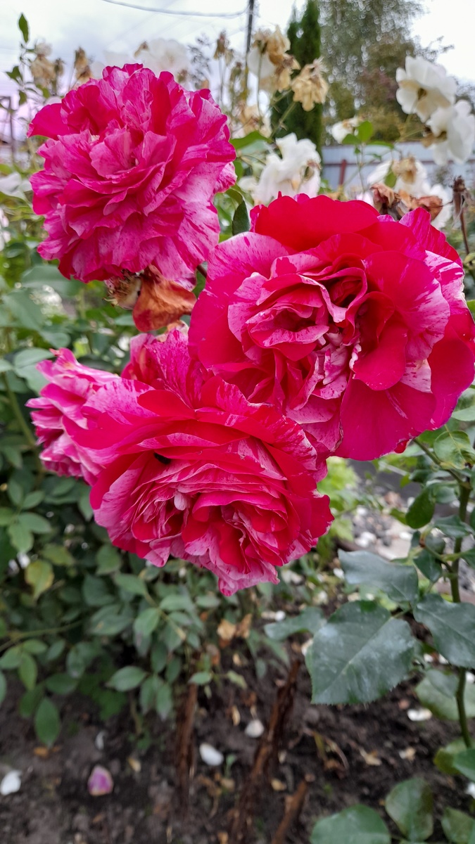 Пинк Интуишн,.Фото автора 