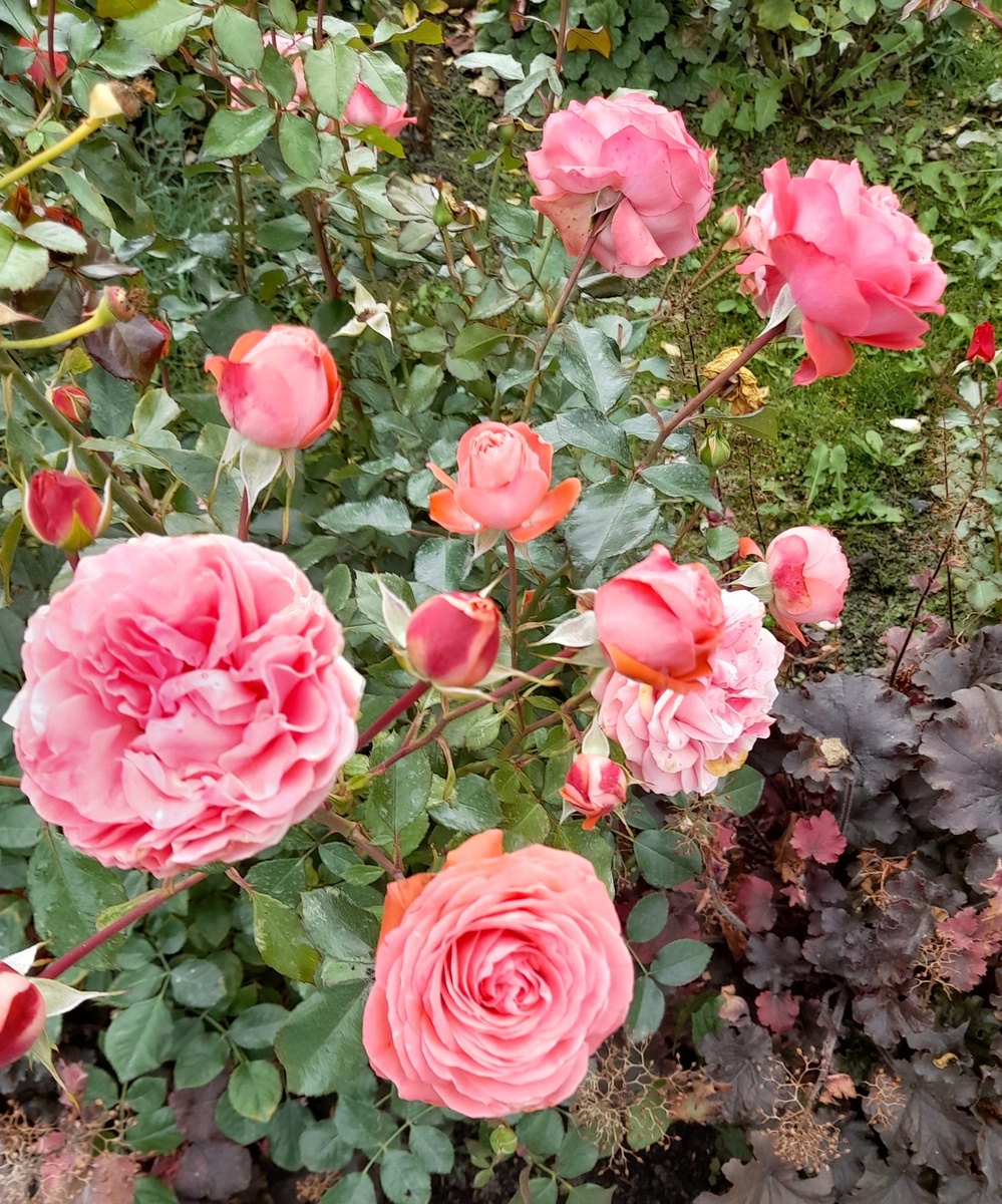 Шакенборг, фото автора 