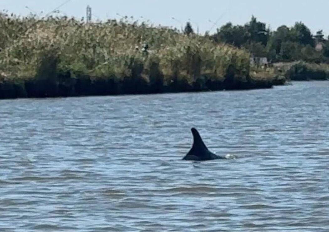 Главный герой сентября на Кубани: афалина, которая удивила всех