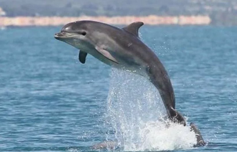 Краснокнижный дельфин черноморская афалина