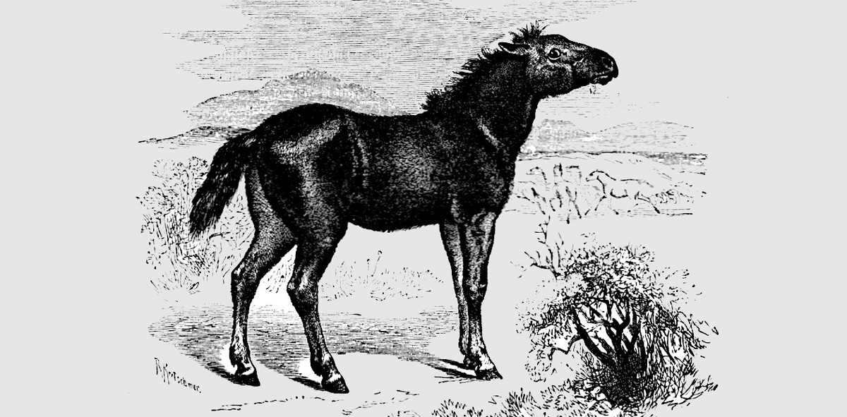 Тарпан (Equus ferus gmelini) – вымерший подвид дикой лошади, возможно, один из предков современных лошадей. Public Domain