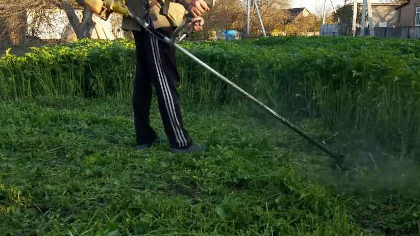 Момент "преступления" - тесть скосил зеленые сидераты и оставил их прямо на грядке