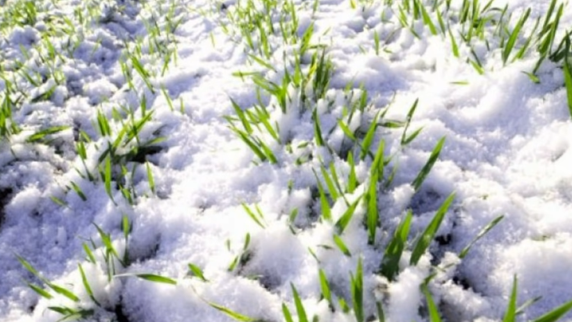 Ноябрь - первый снег накрыл скошенные остатки горчицы, создавая естественное укрытие