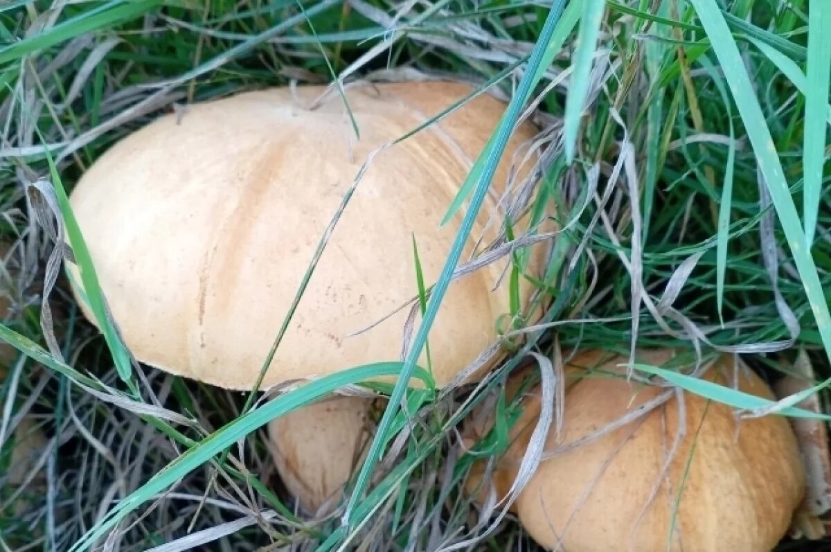    Омичи нашли редкий гриб