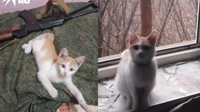 Боец из Новосибирска спас кота в Донбассе и приютил его в блиндаже