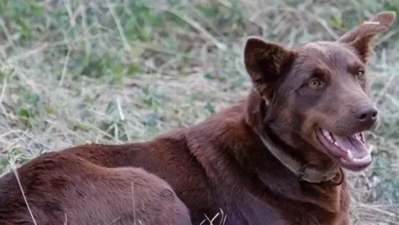      Фото: ИА «Победа26»