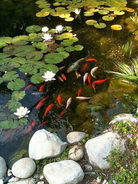 Картинка найдена на просторах интернета, ссылка https://yandex.ru/images/search?from=tabbar&img_url=https%3A%2F%2Fi.pinimg.com%2Foriginals%2Fa8%2F34%2F3f%2Fa8343f812879bа5e7bd53274cf0591a19.jpg&lr=47&pos=15&rpt=simage&text=%D1%86%D0%B2%D0%B5%D1%82%D1%8B%20%D0%BA%D1%80%D1%83%D0%BF%D0%BD%D0%BE%20%D1%84%D0%BE%D1%82%D0%BE