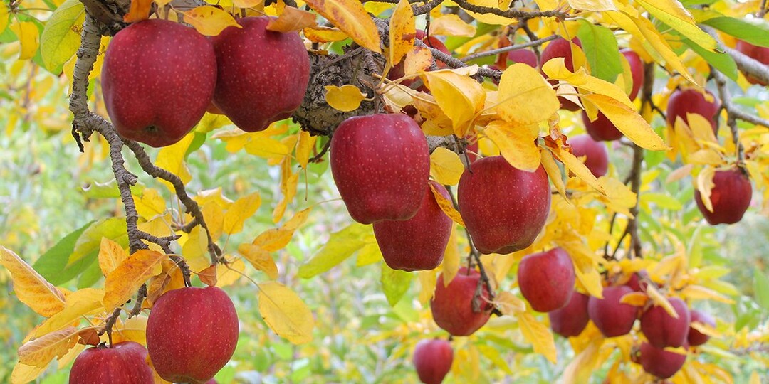 Осенний щит для сада: чем и когда обрабатывать плодовые деревья и ягодные кустарники от вредителей. И от каких препаратов отказалась