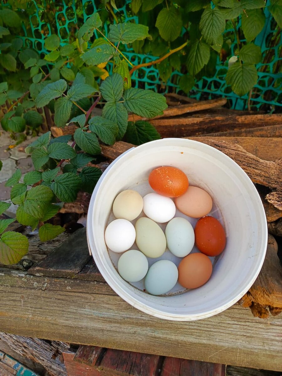 Курёхи постарались.