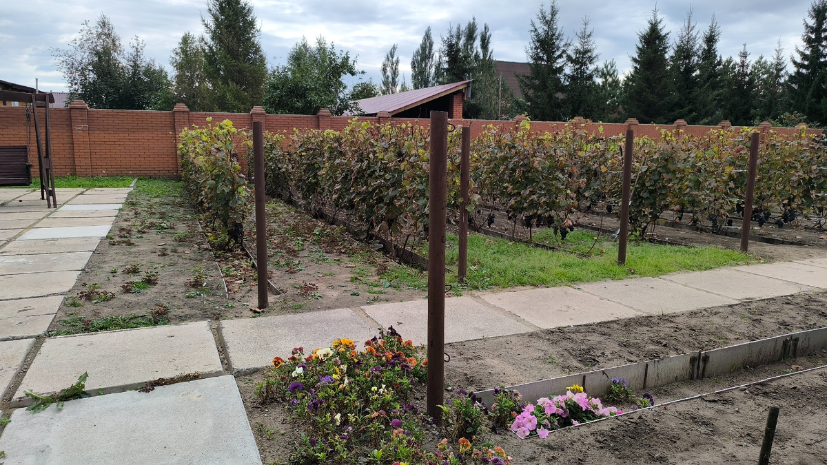 Виноград спелый, но идёт или на еду или на вино "для себя". Нам не рассказали.