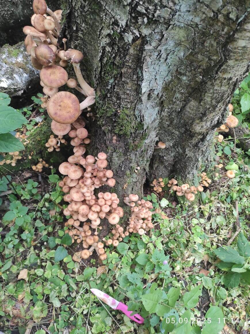 Фото автора.