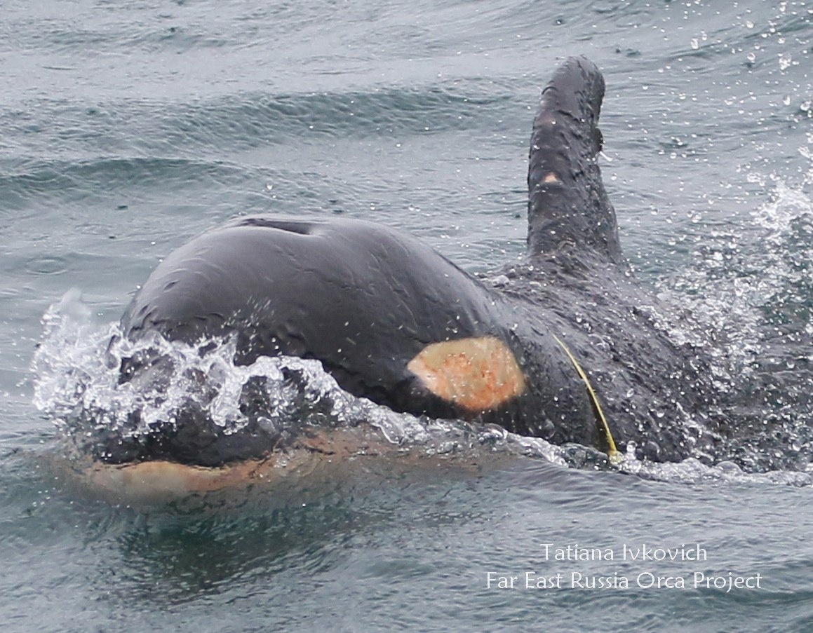 Фото: Татьяна Ивкович