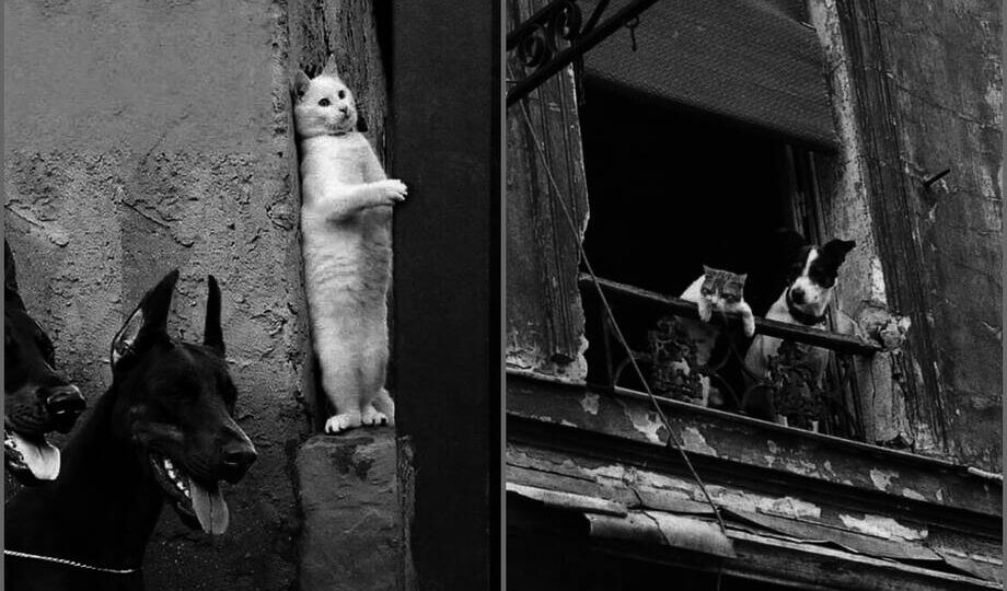 Когда животные становятся звездами улиц: неожиданные кадры от уличных фотографов