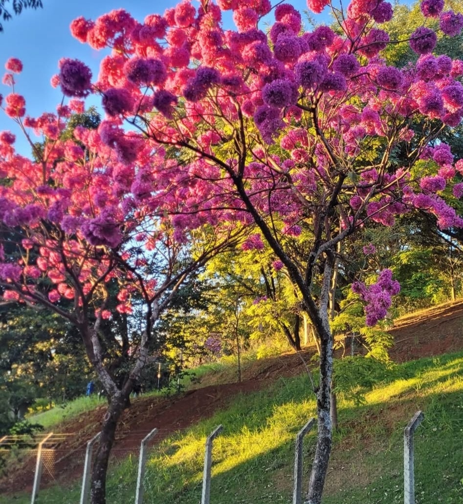 Бразилия. Город Кампинас.