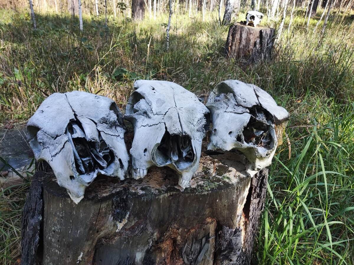    Фото: "Прецедент"