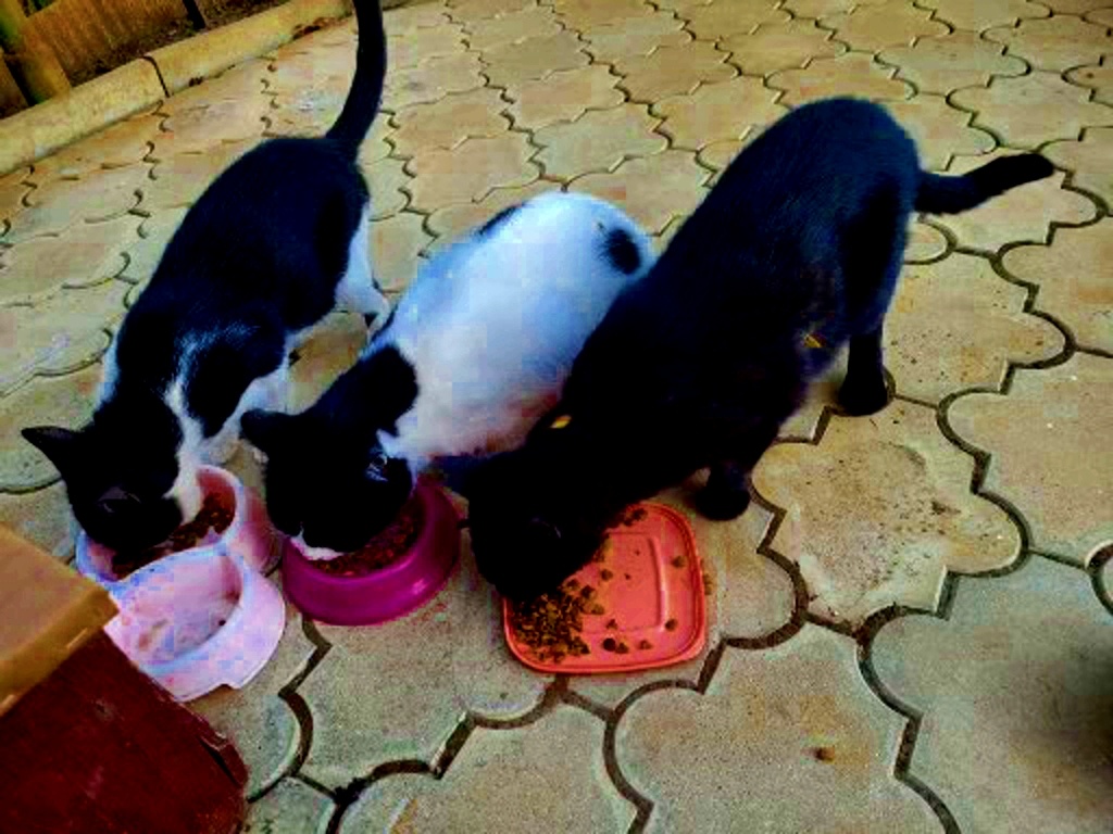 Мои тренеры бережливости и экономии