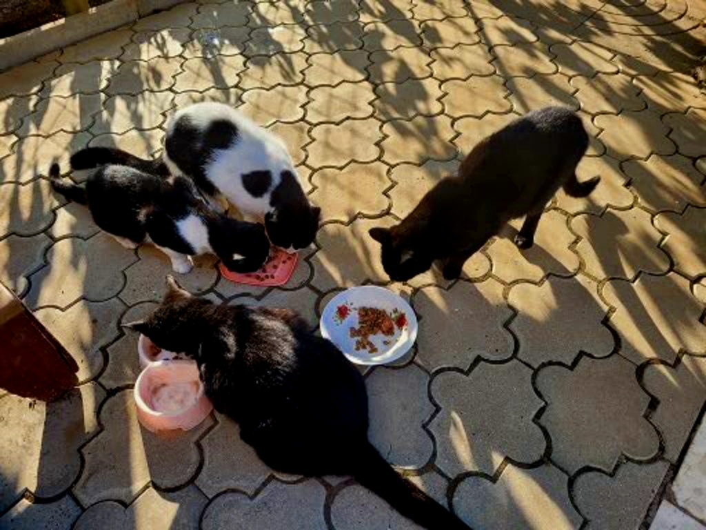 Мои тренеры бережливости и экономии