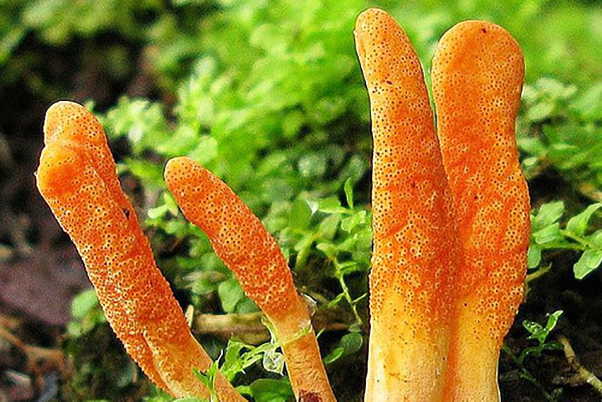 Кордицепс военный.