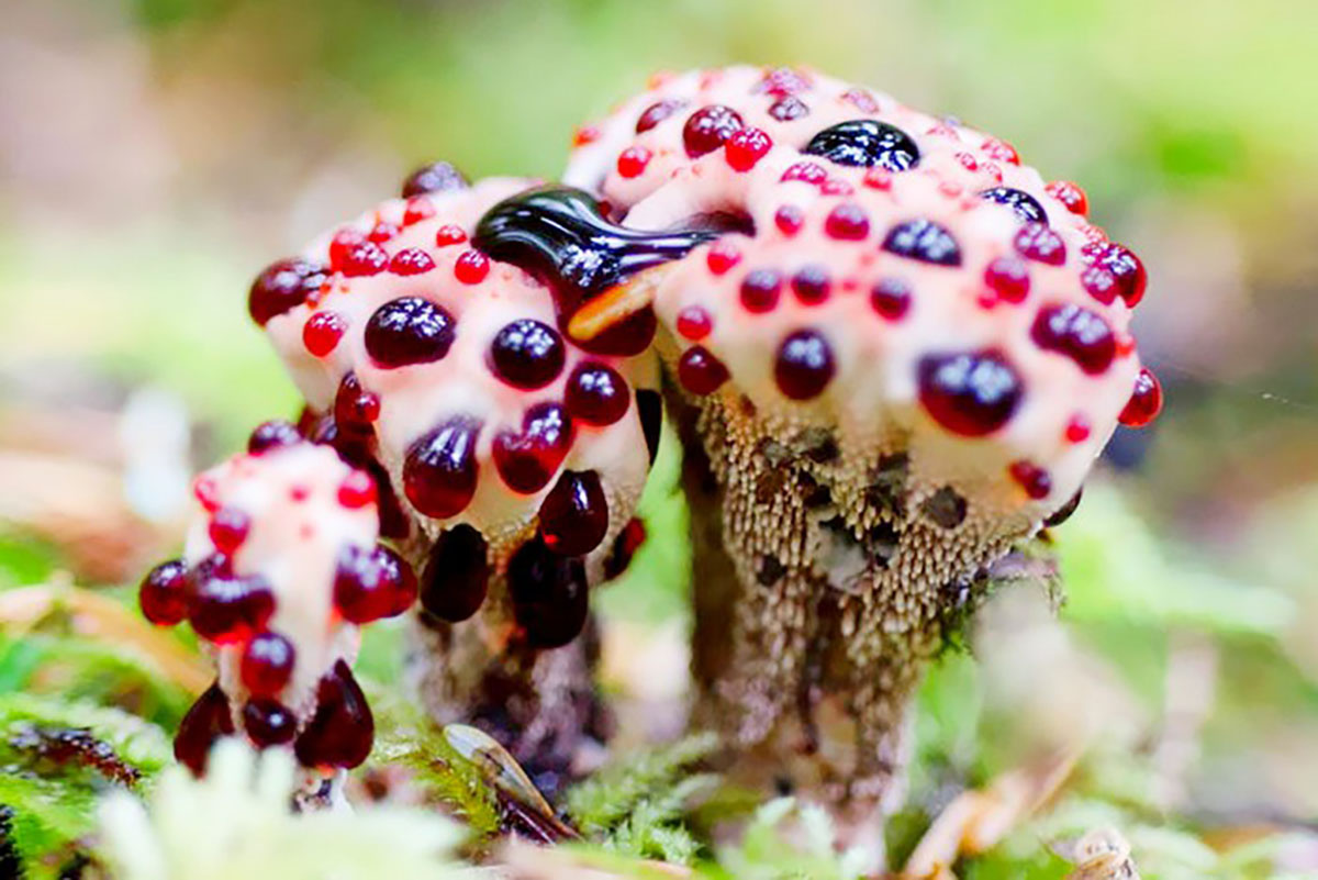 Гиднеллум Пека.