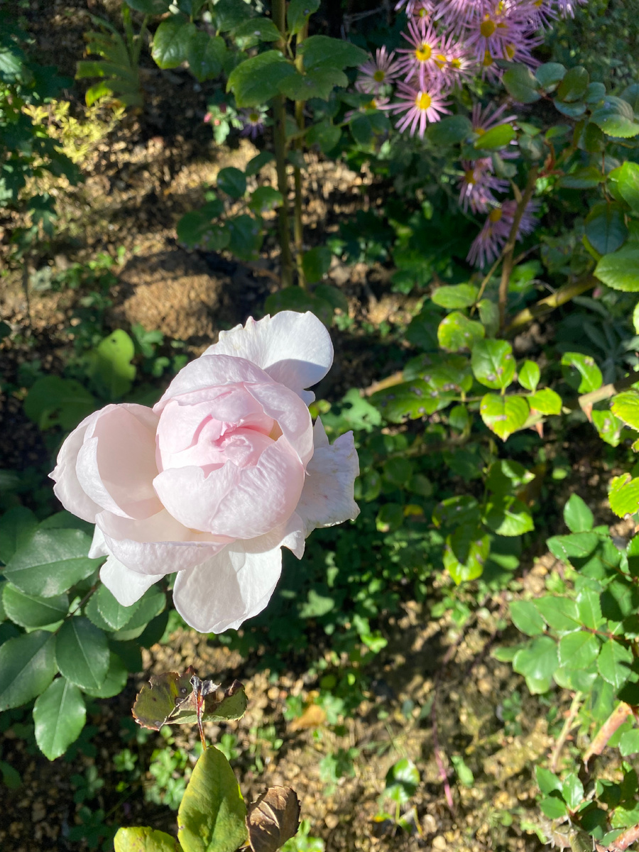 Роза Леди Гарденер 30.10.25