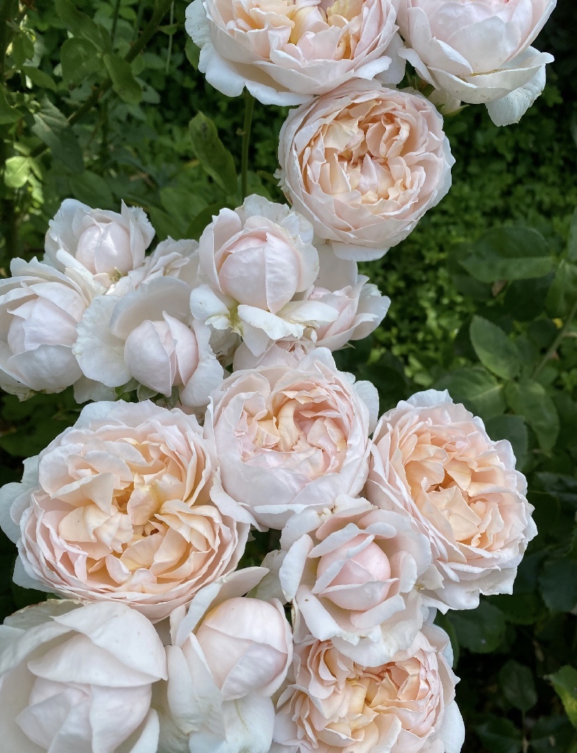 Так выглядела на второй год посадки, Роза от Сергея Овчарова. Крымский питомник. Не реклама.