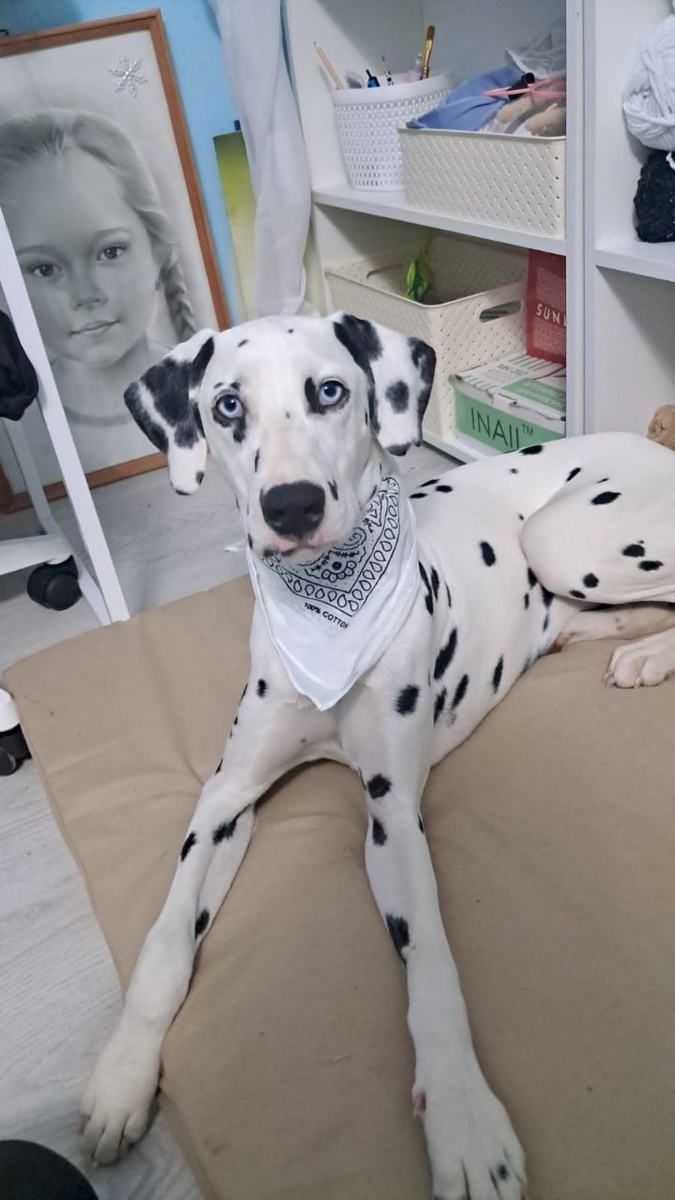 Мы так рады, что домашнее счастья этой собачки все таки наступило!