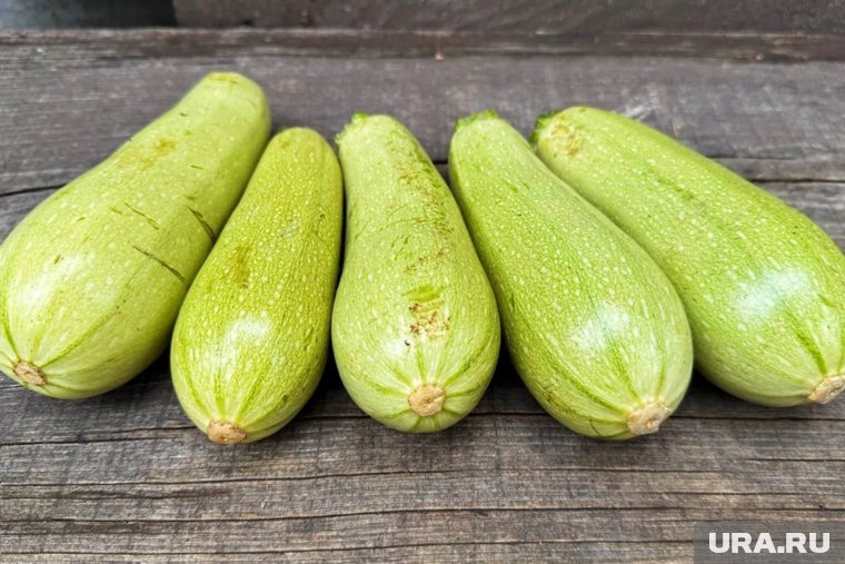    Собранные кабачки передадут в Тюменский зоопарк