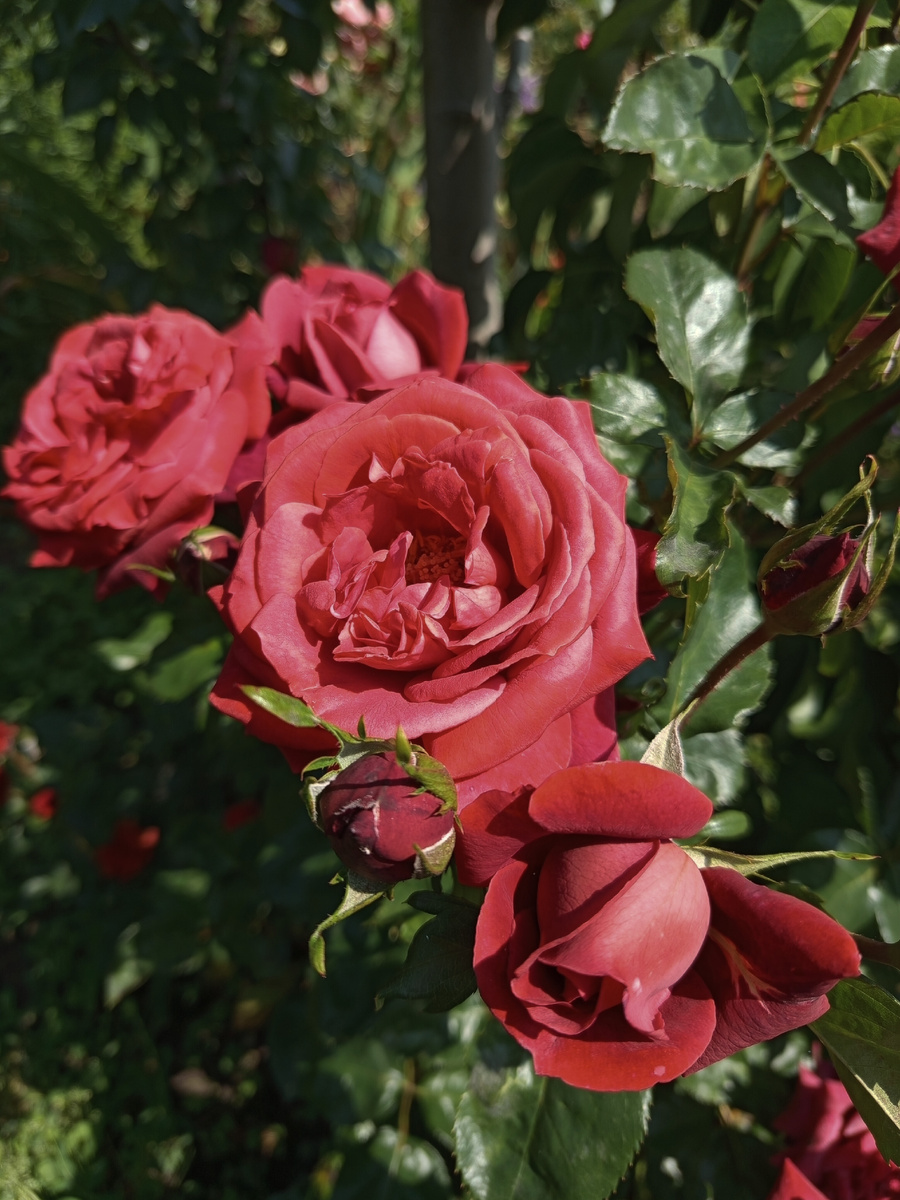 Плетистая терракотовая