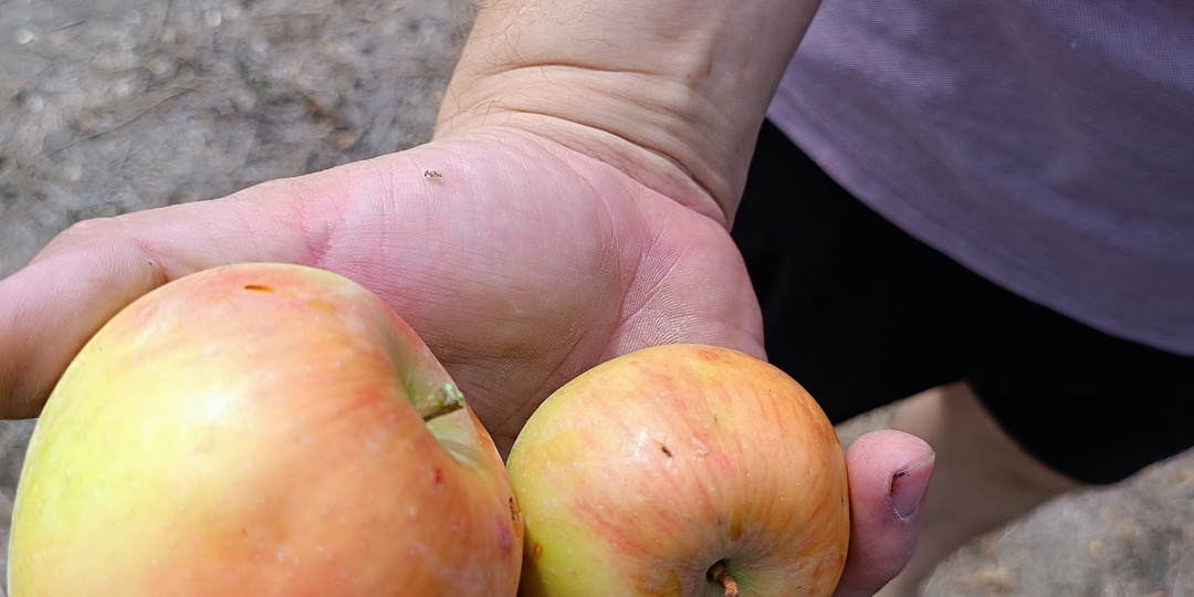 Сентябрьский ритуал: за яблоками на канал