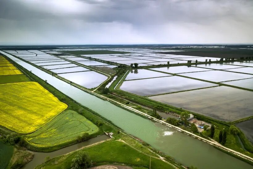  Рисовые чеки в Краснодарском крае   © РИА Новости. Виталий Тимкив