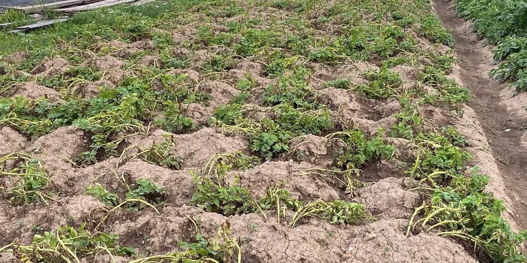 Обработка почвы от фитофторы и чем ее удобрить против этой напасти. Почему нельзя использовать сидераты и горчичныей порошок