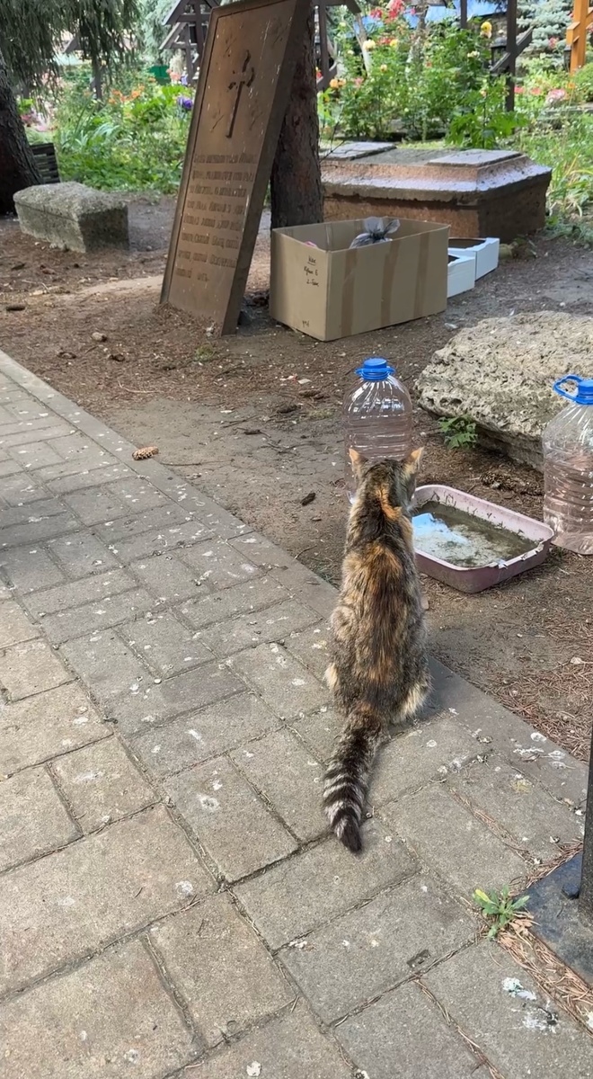 Хорошо, что у нее хотя бы была возможность пить эти несколько дней. Фото из архива автора