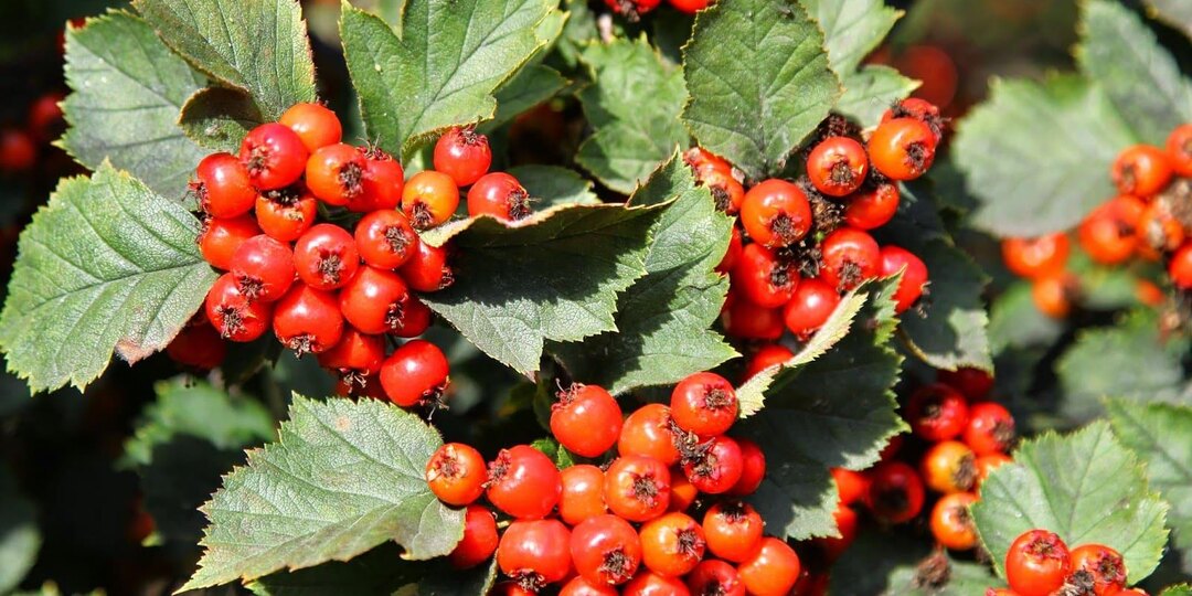 Боярышник: как колючий кустарник спасает сердце, снимает тревожность и продлевает жизнь