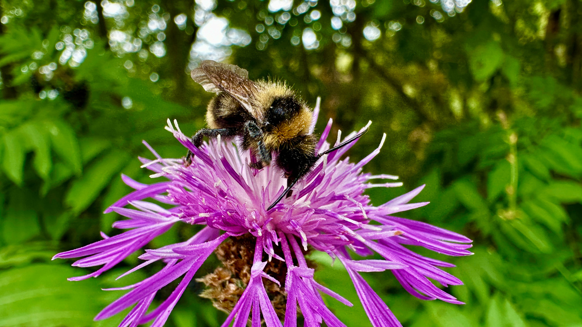 Счстливое, как мне кажется насекомое) Вчера видел)