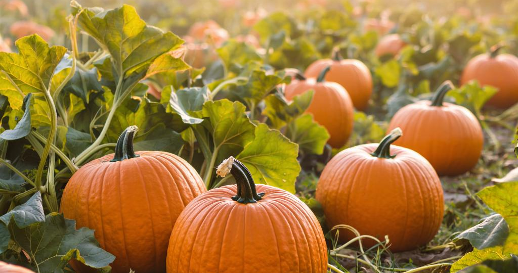 10 рецептов из тыквы, которые стоит приготовить этой осенью!