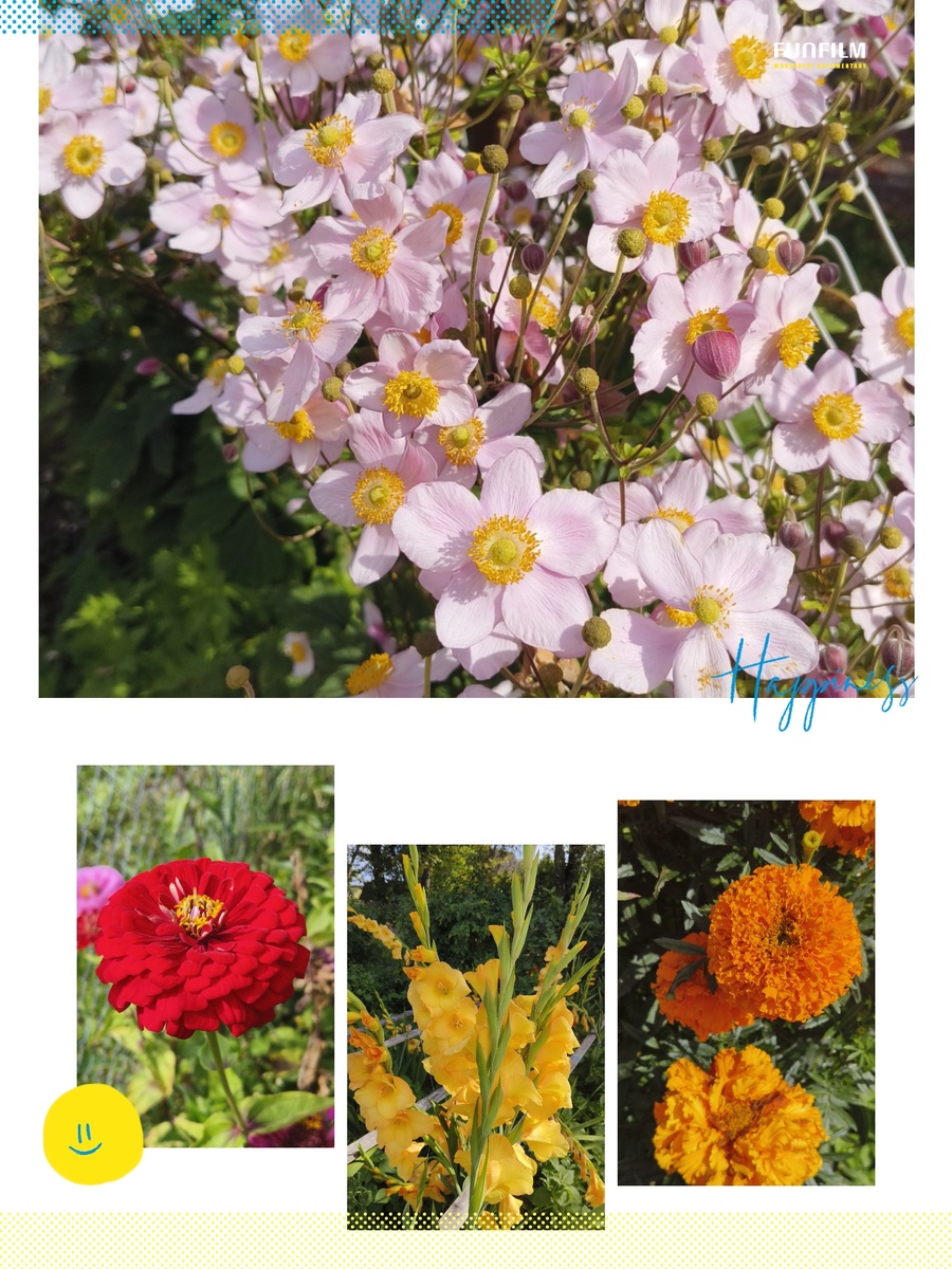 Из нашего цветника