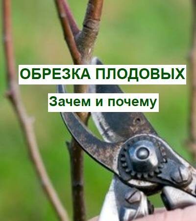 Как правильно обрезать плодовые деревья