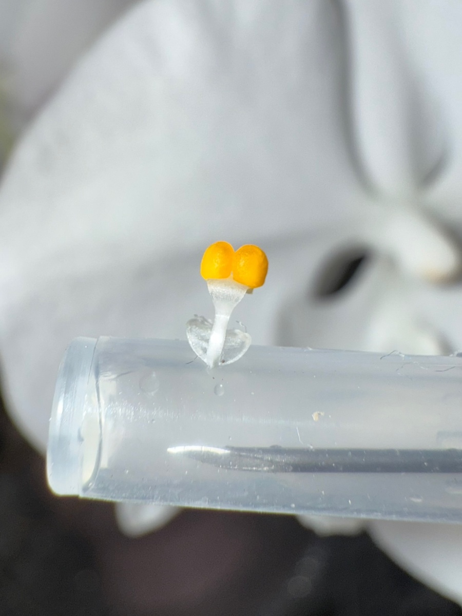 Пыльца орхидеи (орхидных) сцеплена в компактные массы — поллинии. Это особенность системы опыления орхидей, которая предотвращает рассеивание пыльцы ветром. 

Свойства

Прилипает к телу насекомого-опылителя при малейшем прикосновении. На другом цветке поллиний попадает в липкую ямку рыльца, происходит опыление.

Оплодотворяет огромное количество яйцеклеток, из которых развиваются тысячи семян.

Даже единственное посещение насекомого-опылителя становится достаточным, чтобы произошло завязывание многих семян.