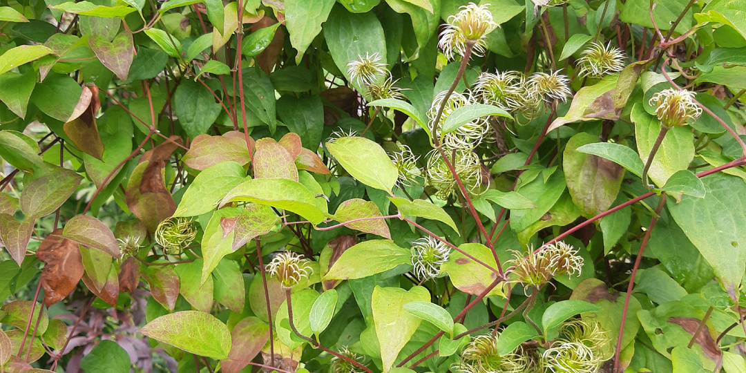 Сказка про Лешего