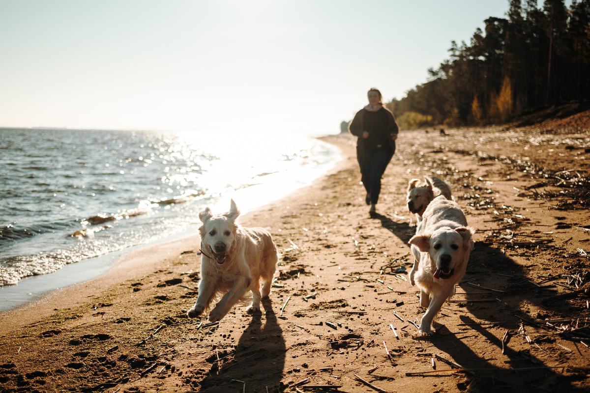 Обожаю прогулки с собаками, особенно, у моря. Смотрите, какие они счастливые