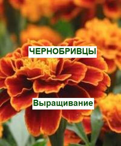 чернобривцы