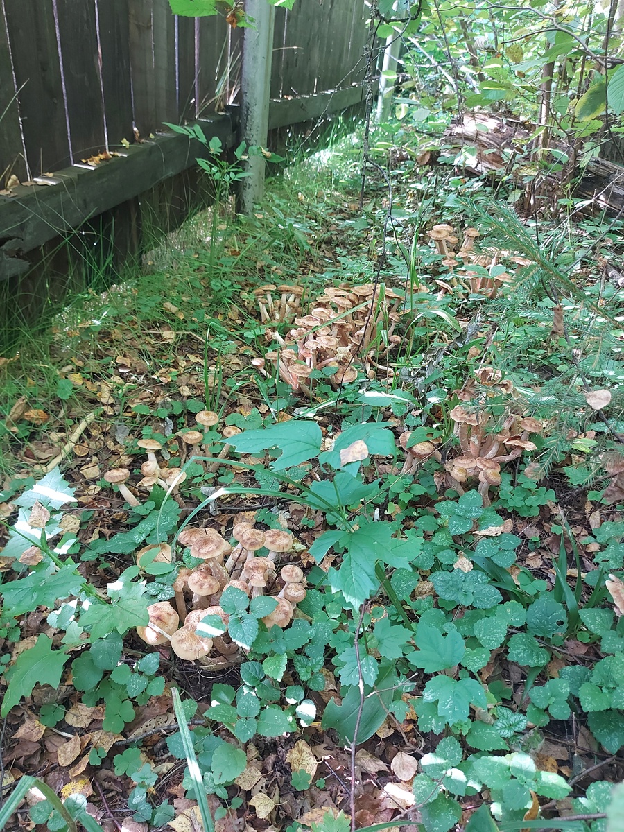 Ходили в лес за опятами, но ушли только за забор 🤭 А вы насобирали грибов в этом году?