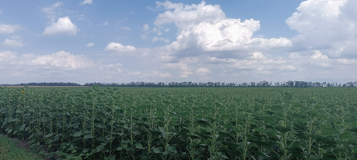 Ещё зелённые подсолнухи