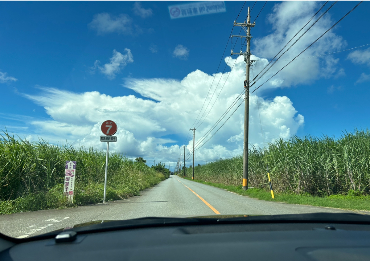 Поле сахарного тростника 